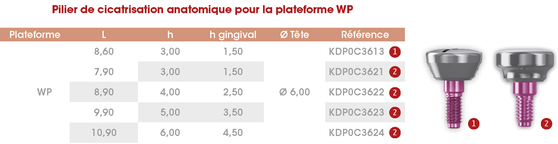 Pilier cicat anat WP Frontier